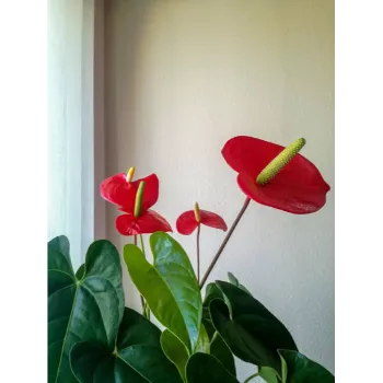 Red Anthurium